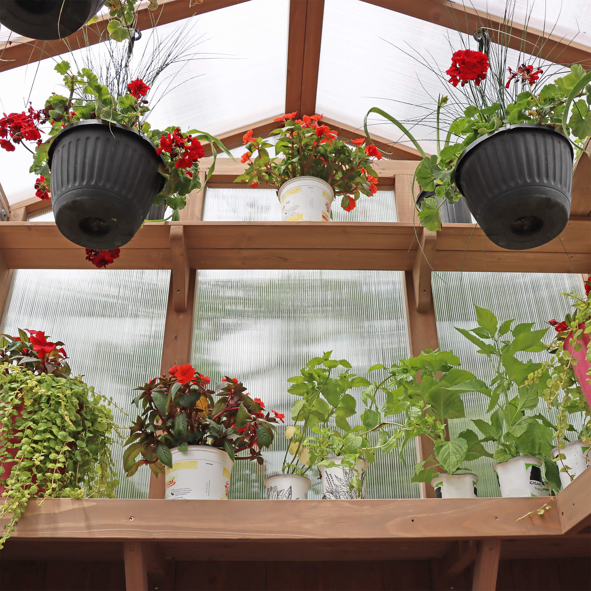 6.7 x 7.8 Cedar Garden Greenhouse - Image 7